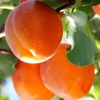 Абрикос
