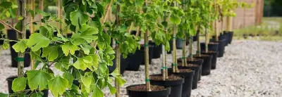 Почему у нас лучший посадочный материал в Беларуси