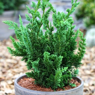 Кипарисовик ВИСЕЛЛИ лавсона в Домодедове