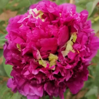 Пион ПОЛЕТ ЛАСТОЧКИ древовидный в Домодедове