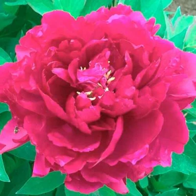 Пион ОСТРОВНОЙ МИНИСТР древовидный в Домодедове