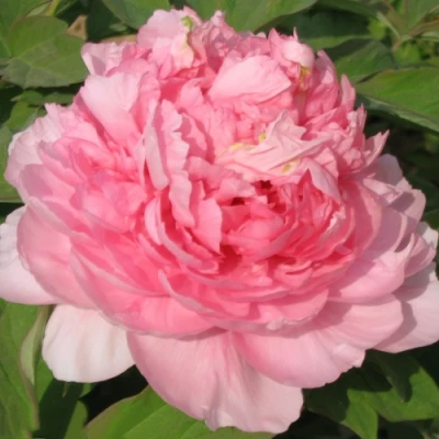 Пион ИМПЕРАТОРСКАЯ НАЛОЖНИЦА древовидный в Домодедове