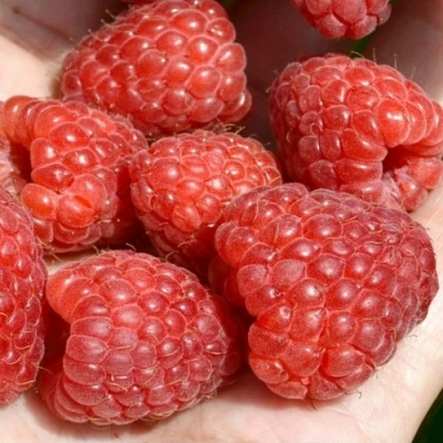 Малина ХЕРИТЕЙДЖ в Домодедове