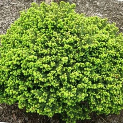 Ель ЛИТЛ ДЖЕМ обыкновенная в Домодедове