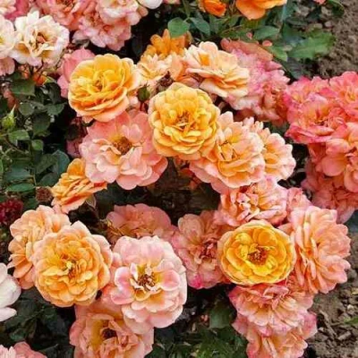 саженцы розы Эприкот Клементина