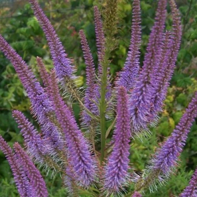 Вероникаструм ФАСЦИНЕЙШН в Домодедове