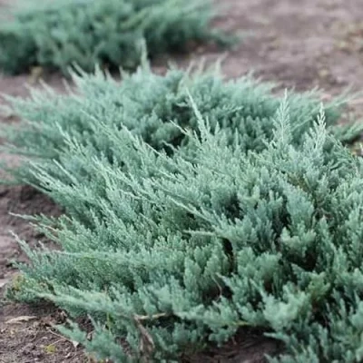 Можжевельник БЛЮ ЧИП горизонтальный в Домодедове
