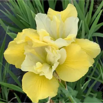 Ирис САММЕР РЕВЕЛЗ сибирский в Домодедове