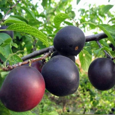 ЧЕРРИКОС в Домодедове