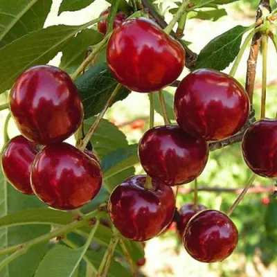 Черешня СЮБАРОВСКАЯ в Домодедове