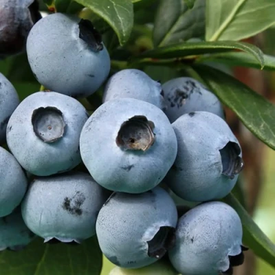 Голубика НЕЛЬСОН в Домодедове