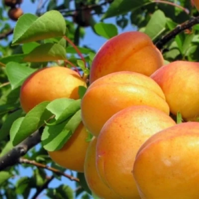 Абрикос ЭДЕЛЬВЕЙС в Домодедове