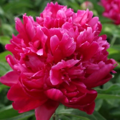 Пион ПЕСНЬ ВЕТРА травянистый в Домодедове