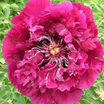 Пион ПУРПУРНЫЙ ОКЕАН древовидный в Домодедове