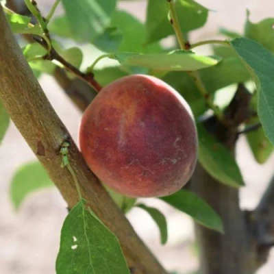 Плумкот БИРИКОККОЛО СУЗИНКОККО в Домодедове