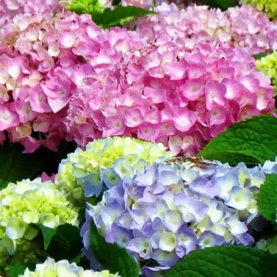Гортензия ЭНДЛЕСС САММЕР ОРИДЖИНАЛ крупнолистная в Домодедове