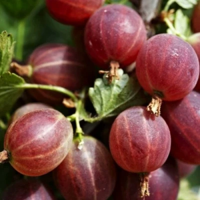 Крыжовник ХИННОМАКИ РОТ в Домодедове