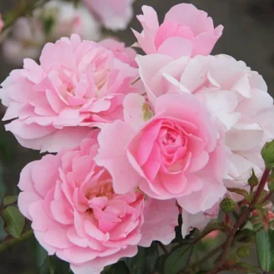 Роза БОНИКА флорибунда в Домодедове