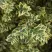 Самшит АУРЕАВАРИЕГАТА в Домодедове