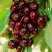 Дюк НОЧКА в Домодедове