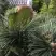 Сосна ТУНБЕРГА в Домодедове