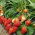 Клубника РОКСАНА в Домодедове