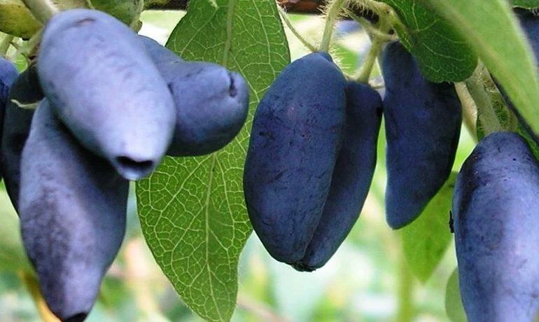 Жимолость съедобная