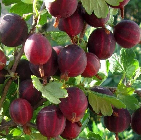 Крыжовник ХИННОМАКИ РОТ  Крыжовник ХИННОМАКИ РОТ в Домодедове