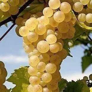 Неукрывные сорта  в Домодедове