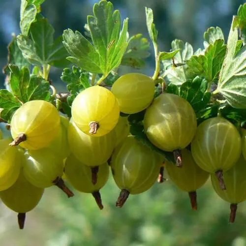 Крыжовник ХИННОНМАЙНЕН КЕЛЬТАЙНЕН  Крыжовник ХИННОНМАЙНЕН КЕЛЬТАЙНЕН в Домодедове