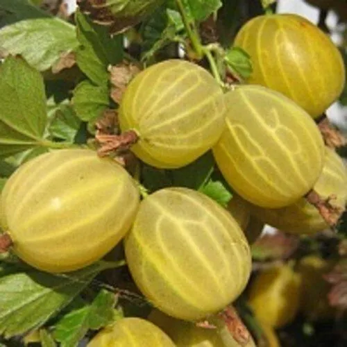 Крыжовник КУРШУ ДЗИНТАРС  Крыжовник КУРШУ ДЗИНТАРС в Домодедове