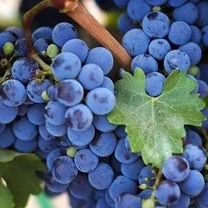 Винный  в Домодедове