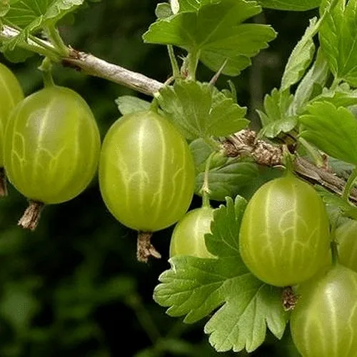 Крыжовник УРАЛЬСКИЙ БЕСШИПНЫЙ  Крыжовник УРАЛЬСКИЙ БЕСШИПНЫЙ в Домодедове