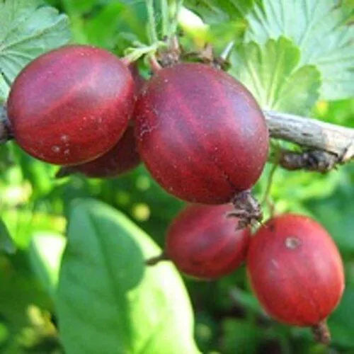 Крыжовник ЩЕДРЫЙ  Крыжовник ЩЕДРЫЙ в Домодедове