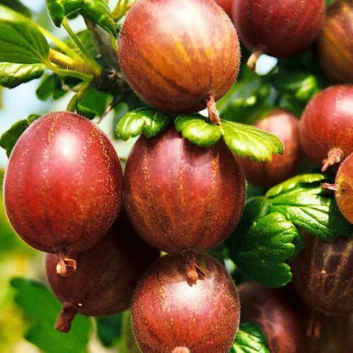 Крыжовник ШЕРШНЕВСКИЙ  Крыжовник ШЕРШНЕВСКИЙ в Домодедове