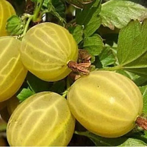 Крыжовник ЯРОВОЙ  Крыжовник ЯРОВОЙ в Домодедове