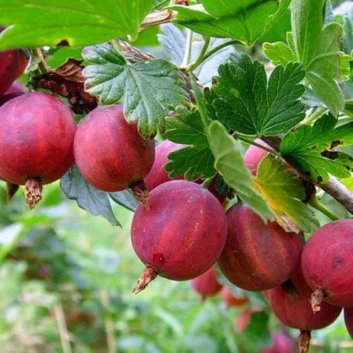 Крыжовник КРАСНОСЛАВЯНСКИЙ  Крыжовник КРАСНОСЛАВЯНСКИЙ в Домодедове