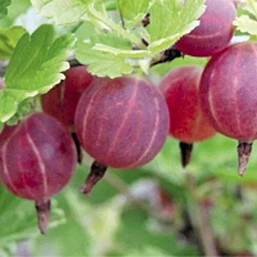 Крыжовник РАВОЛТ  Крыжовник РАВОЛТ в Домодедове