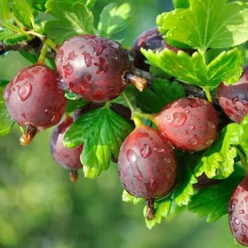 Крыжовник СЕРЕНАДА  Крыжовник СЕРЕНАДА в Домодедове