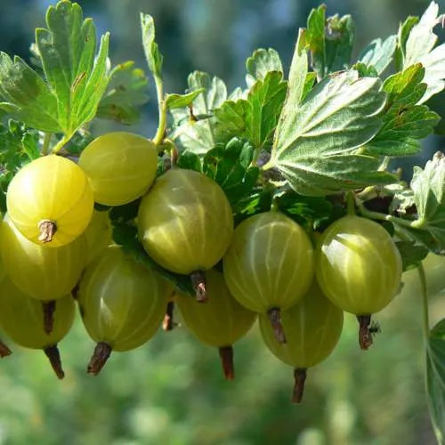 Крыжовник ЮБИЛЕЙНЫЙ  Крыжовник ЮБИЛЕЙНЫЙ в Домодедове
