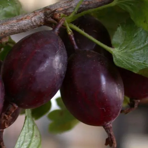 Крыжовник ЧЕЛЯБИНСКИЙ СЛАБОШИПОВАТЫЙ  Крыжовник ЧЕЛЯБИНСКИЙ СЛАБОШИПОВАТЫЙ в Домодедове