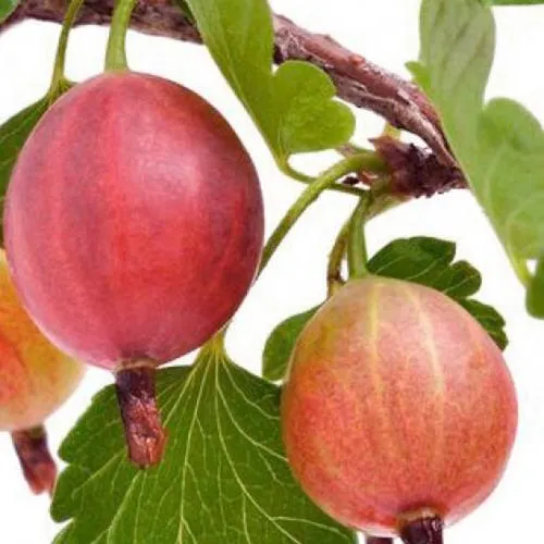 Крыжовник ЯРКИЙ  Крыжовник ЯРКИЙ в Домодедове