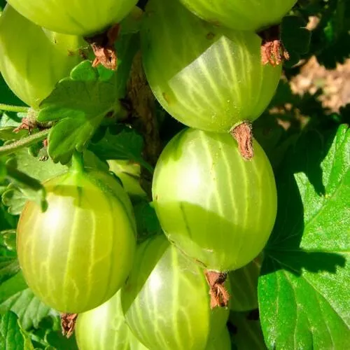 Крыжовник МАЛАХИТ  Крыжовник МАЛАХИТ в Домодедове