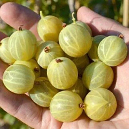 Крыжовник БЕРИЛЛ  Крыжовник БЕРИЛЛ в Домодедове