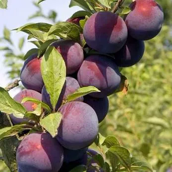 Поздняя  Поздняя в Домодедове