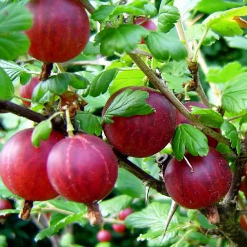 Крыжовник КОНСУЛ  Крыжовник КОНСУЛ в Домодедове