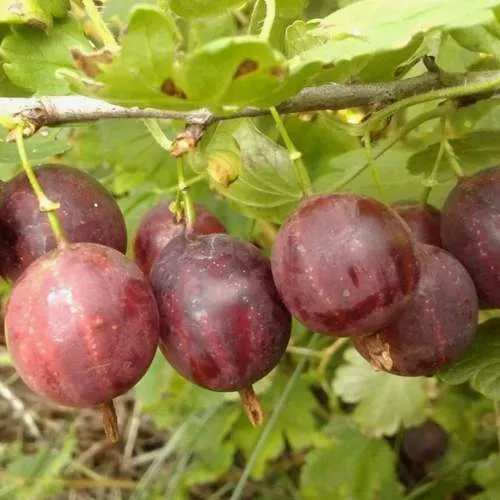 Крыжовник СМЕНА  Крыжовник СМЕНА в Домодедове