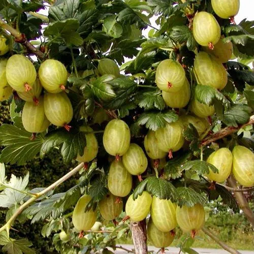 Крыжовник ИНВИКТА  Крыжовник ИНВИКТА в Домодедове