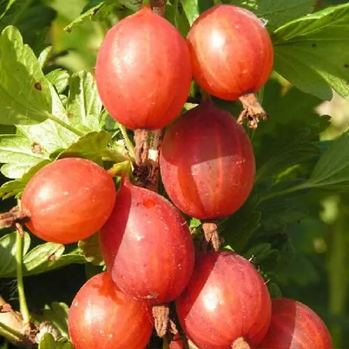 Крыжовник МАШЕКА  Крыжовник МАШЕКА в Домодедове