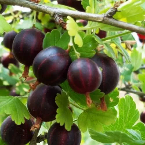 Крыжовник СЕВЕРНЫЙ КАПИТАН  Крыжовник СЕВЕРНЫЙ КАПИТАН в Домодедове